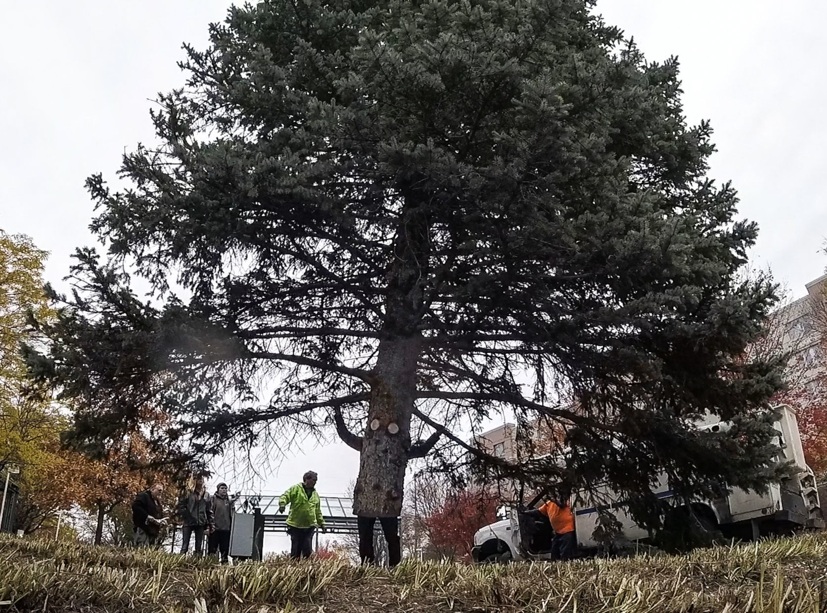 Tree man